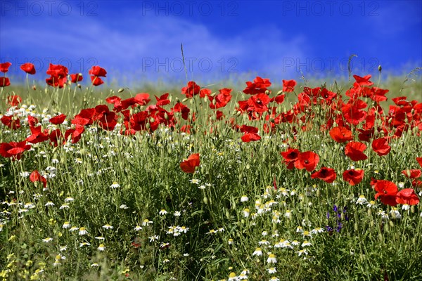 Poppy flowers