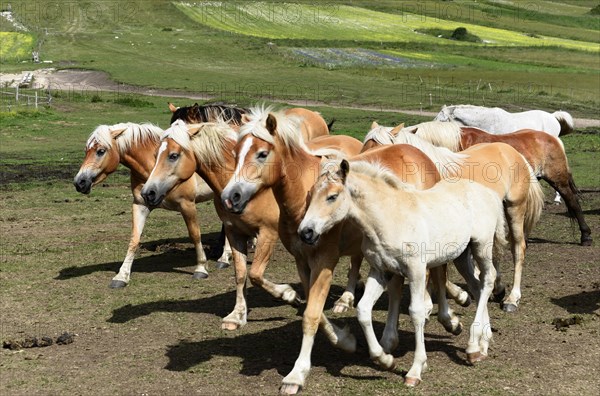 Haflinger horses and others