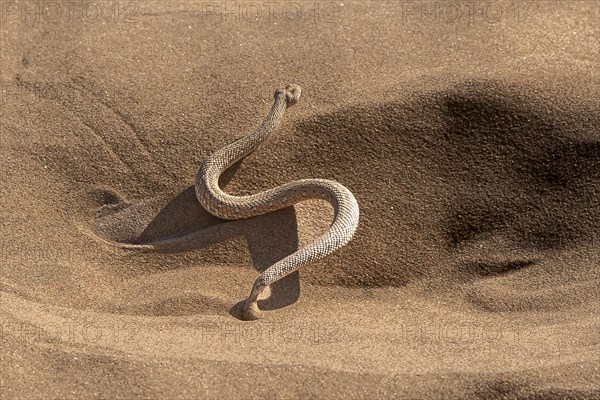 Dwarf puff adder