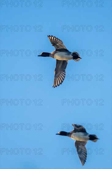 Eurasian Wigeon