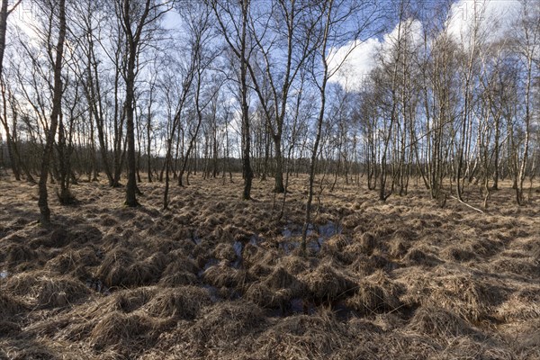 Birch forest and wet meadows in the Professormoor in the Duvenstedter Brook nature reserve