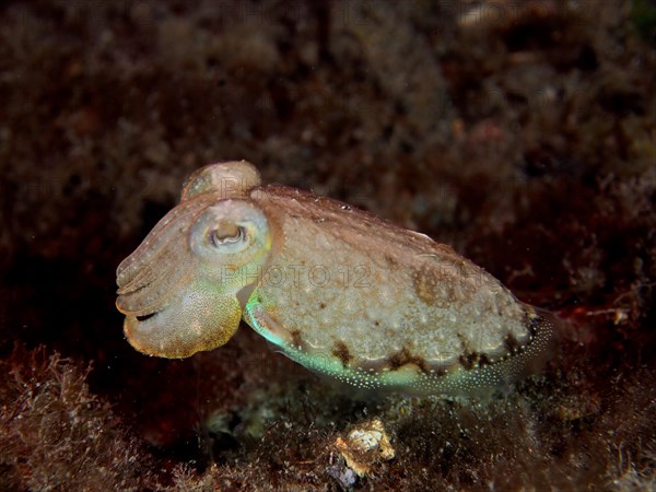 Cuttlefish