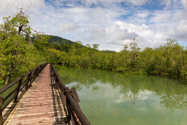 Wooden walkway through mangrove forest