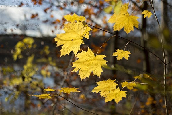 Autumnal discoloured leaves of the Norway maple