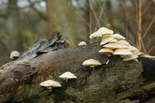 A group of ringed slime moulds