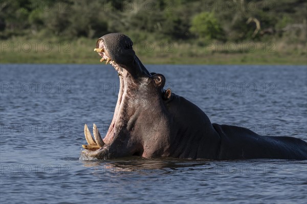 Hippopotamus