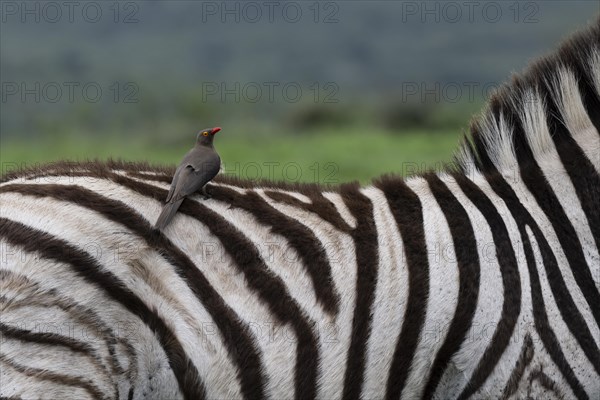 Red-billed oxpecker