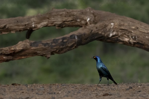 Cape starling