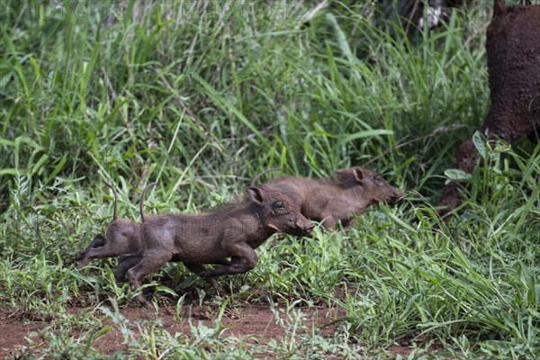 Common warthog