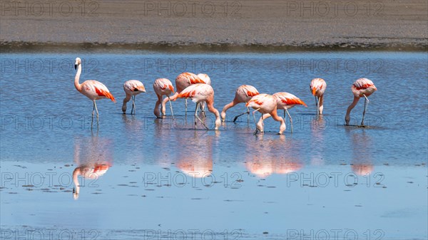 Chilean flamingo