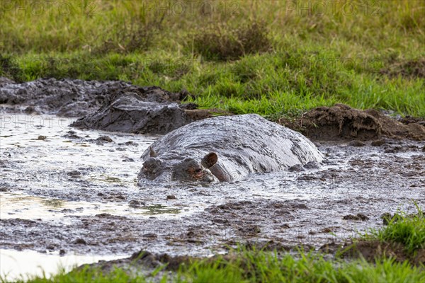 Hippopotamus