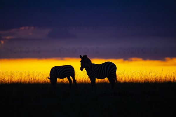 Plains zebra
