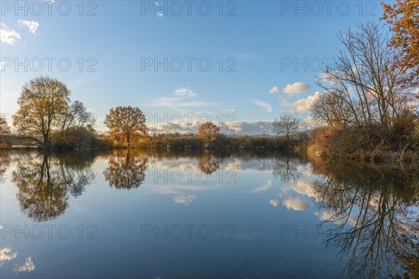 Reflected trees in a flooded meadow after heavy storms. Landscape in autumn. Bas-Rhin