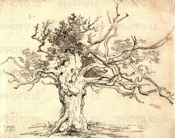 A stunted oak