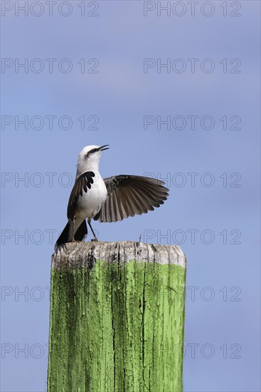 Courtship display of a Masked Water-Tyrant