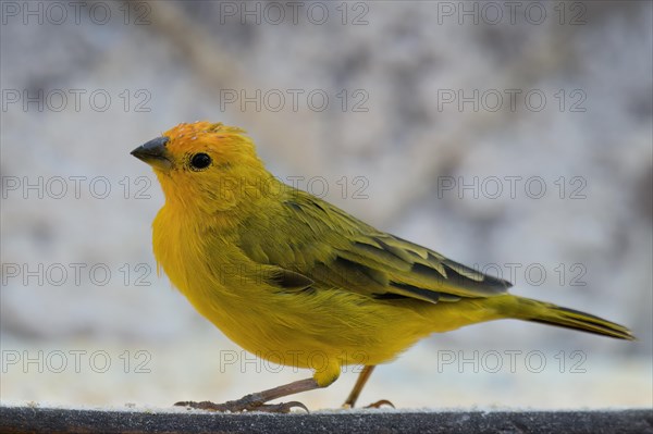 Saffron Finch