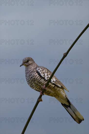 Scaled Dove