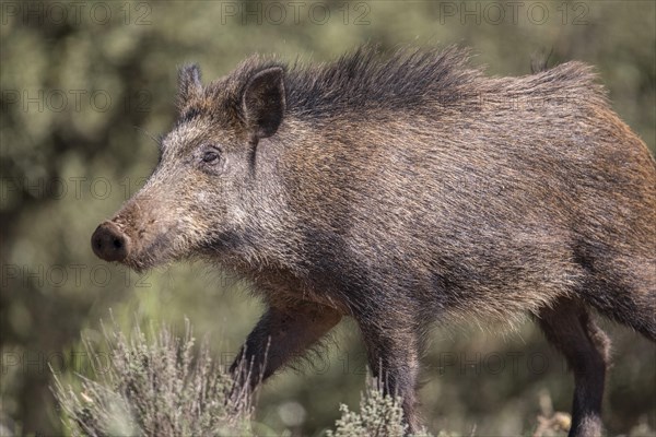 Wild boar