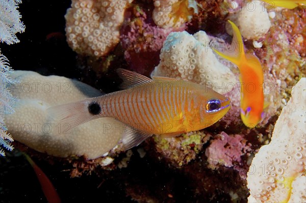 Orange-banded cardinalfish