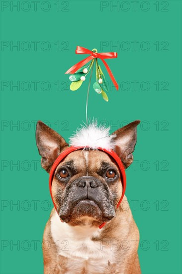 Cute French Bulldog dog wearing Christmas mistletoe headband in front of green background