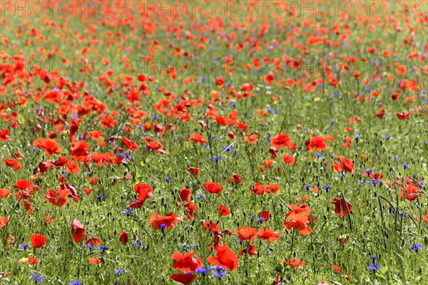 Poppy flowers