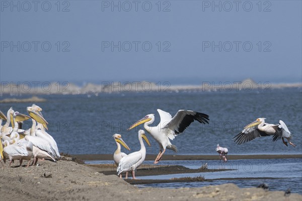 Great white pelican