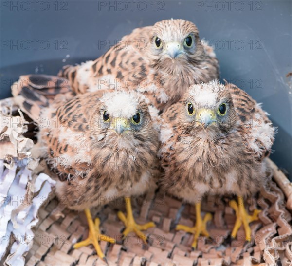 Three young common kestrels