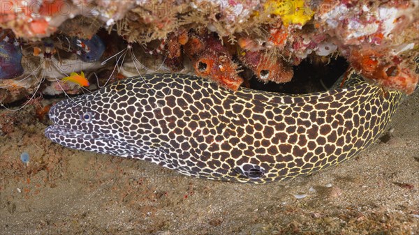 Laced moray