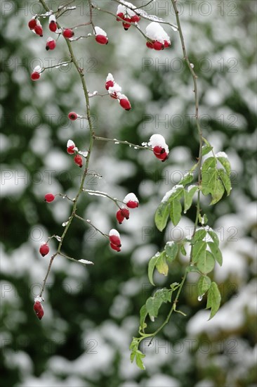 Rosehips in winter with snow