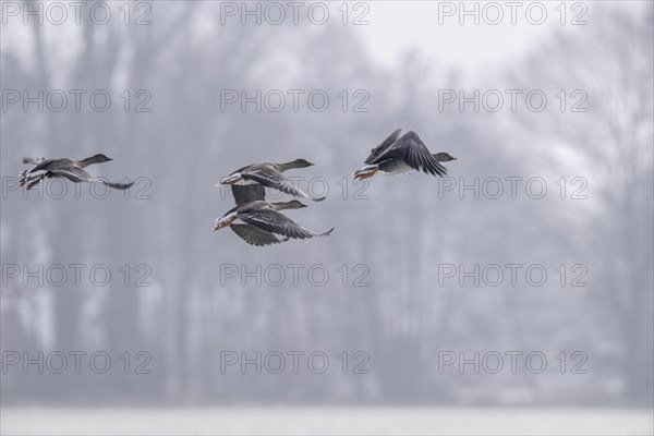 Bean Geese