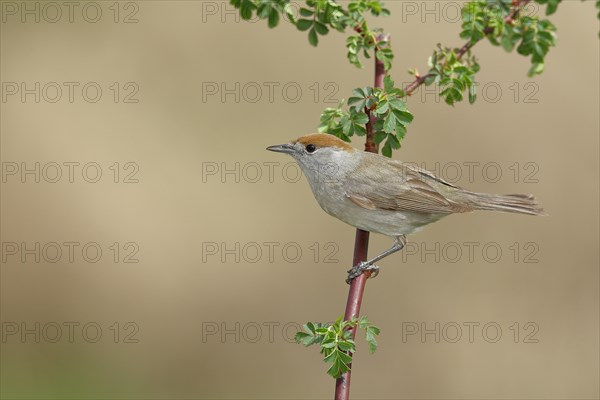 Blackcap