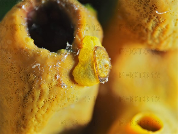 Golden sponge snail