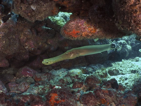 Atlantic cornetfish