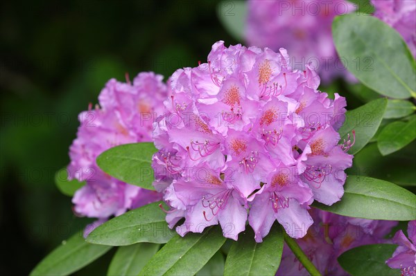 Rhododendron flowers