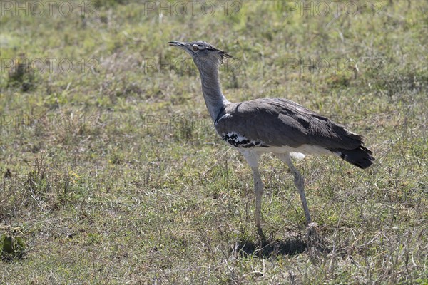 Kori bustard