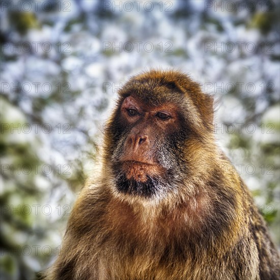 Barbary macaque