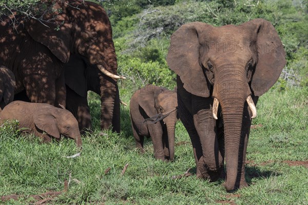 African elephant