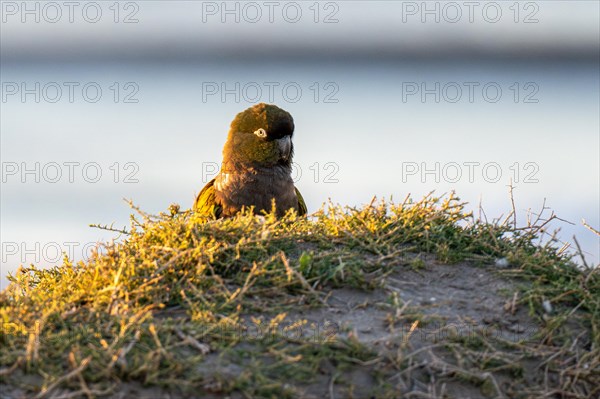 Rock parakeet