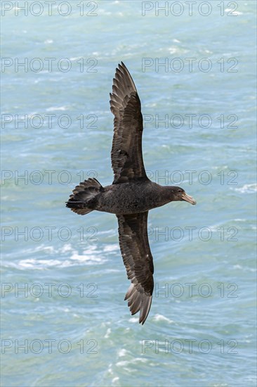 Southern giant petrel