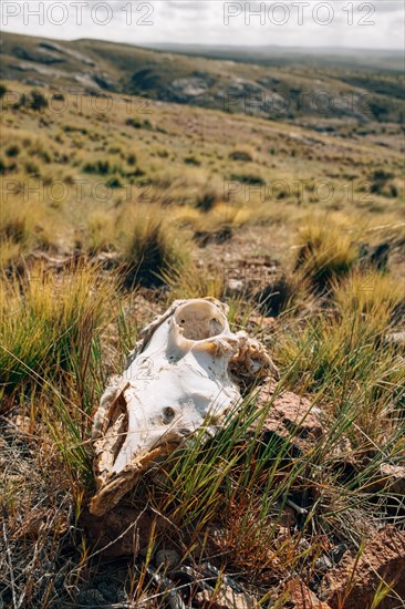 Sheep skull