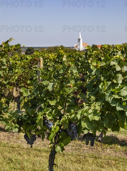 Vineyards