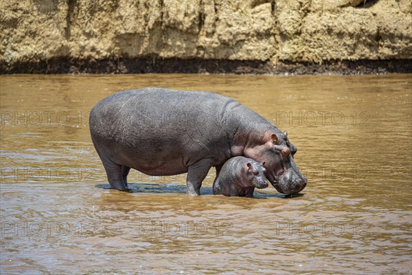 Hippopotamus