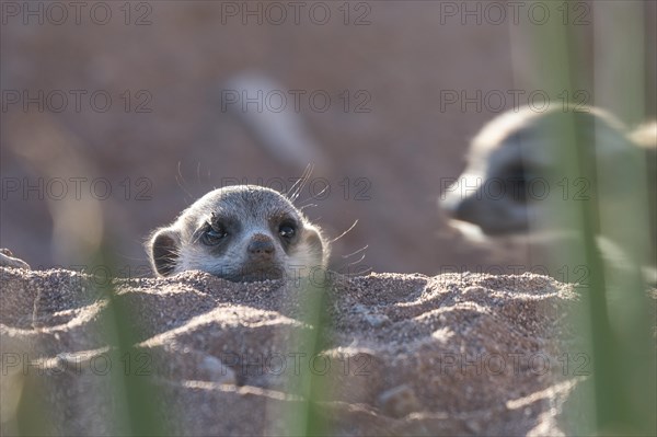 Meerkats