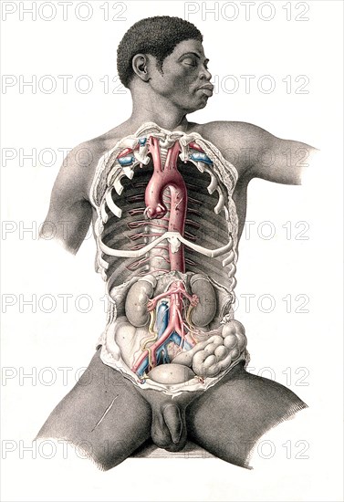 Human anatomy