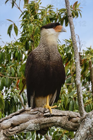 Crested Caracara