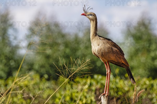 Red-legged Seriema