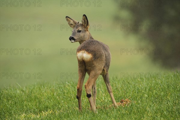 European roe deer