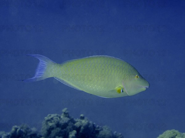 Indian longnose parrotfish