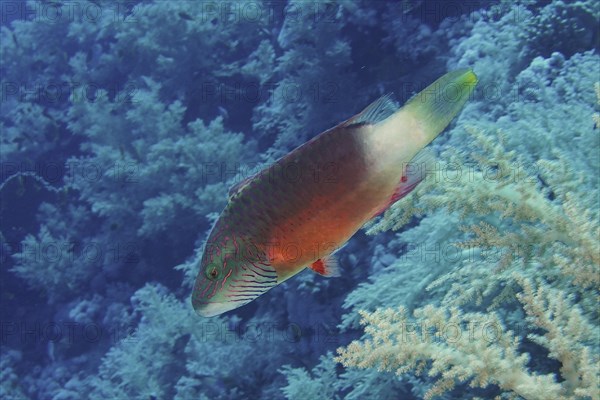 Cheek stripe wrasse