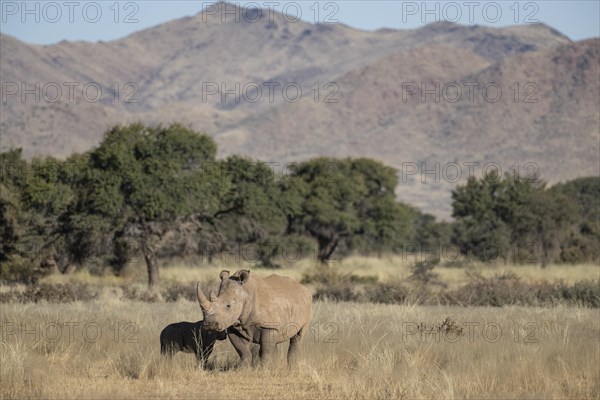 White rhinoceros